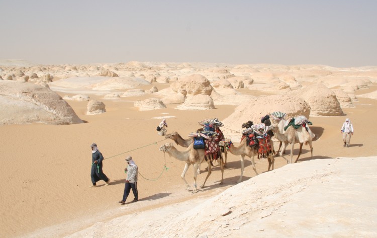 Camels at the white desert